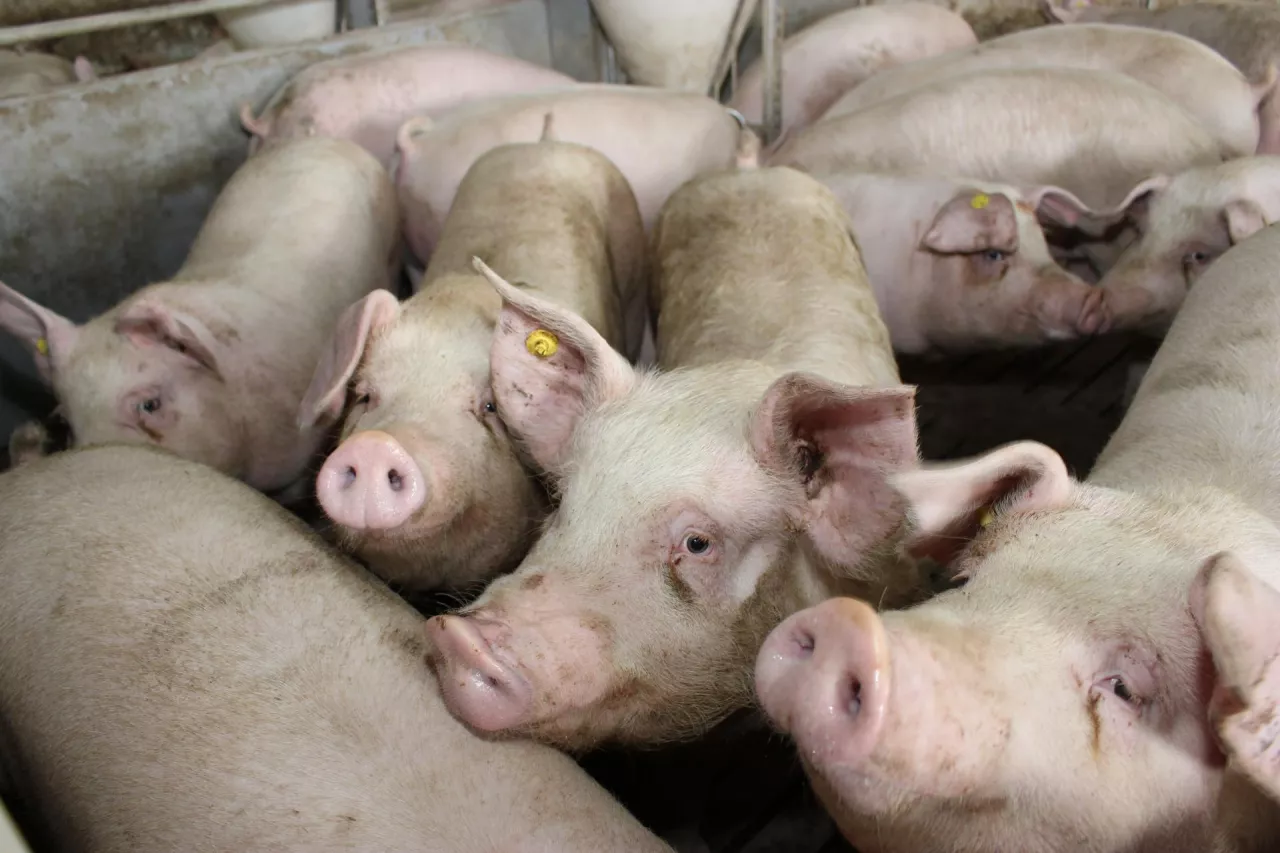 &lt;p&gt;Opłacalność produkcji trzody chlewnej w 2023 roku zatrzymała w końcu trwający już od dawna spadek pogłowia świń w kraju&lt;/p&gt;