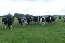 &lt;p&gt;UE walczy ze swoim rolnictwem i oddaje zagraniczne rynki mleka. A Rosja to wykorzystuje&lt;/p&gt;