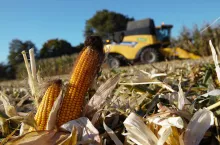 &lt;p&gt;Żniwa kukurydziane 2023 na finiszu. Jaki plon i jaka cena kukurydzy suchej i mokrej?&lt;/p&gt;