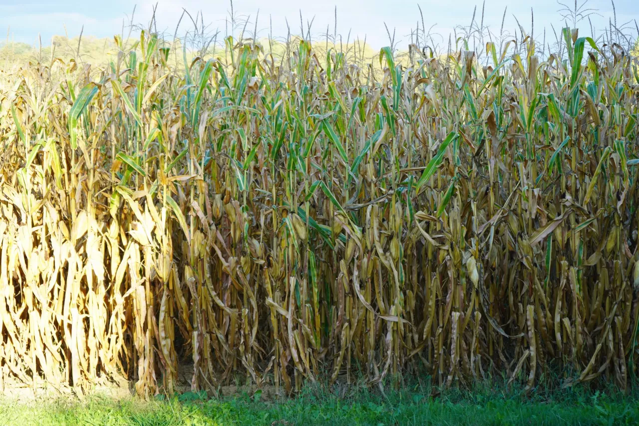 &lt;p&gt;Kukurydza woskowa właściwie nie różni się od kukurydzy zwyczajnej. Na południu Francji śmiało uprawia się na ziarno odmiany o FAO od 500 do 600, a w tym segmencie wczesności jest sporo mieszańców kukurydzy woskowej. Najwcześniejszy z dostępnych z tego gatunku kukurydzy mieszańców na Słowacji ma FAO 310&lt;/p&gt;