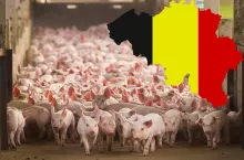&lt;p&gt;Likwidacja świń przez gospodarzy w Belgii&lt;/p&gt;