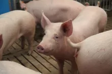 &lt;p&gt;Jakie są ceny świń w Polsce na początku grudnia 2023?&lt;/p&gt;