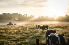 &lt;p&gt;Według badania Dairy Australia, większość rolników odnotowała znaczny wzrost zysku operacyjnego, osiągając rekordowy poziom rentowności w niektórych lokalizacjach. Jednakże produkcja mleka spadła o 5% w porównaniu z sezonem poprzednim.&lt;/p&gt;
