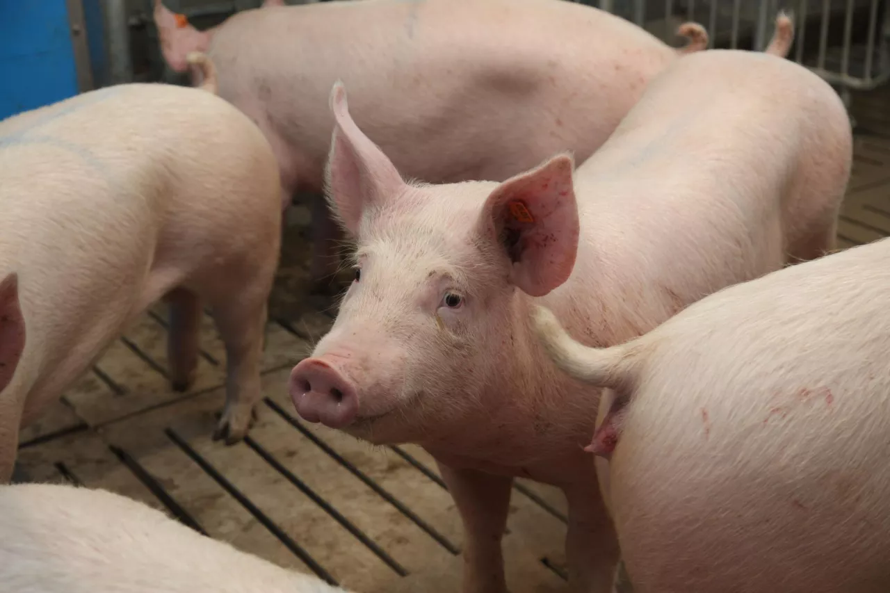 &lt;p&gt;Jakie są ceny świń w Polsce na początku grudnia 2023?&lt;/p&gt;