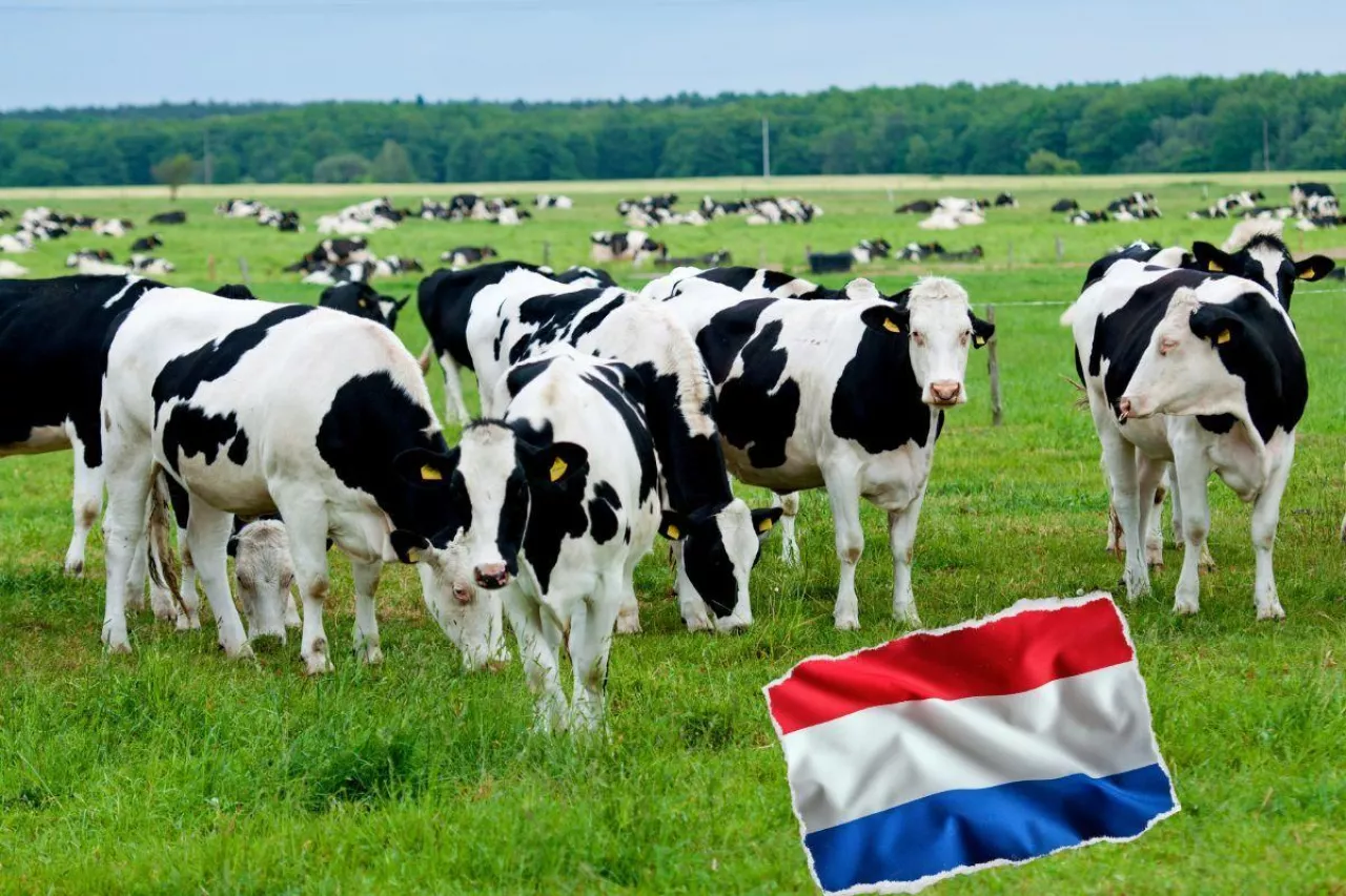 &lt;p&gt;Likwidacja gospodarstw rolnych w Holandii&lt;/p&gt;