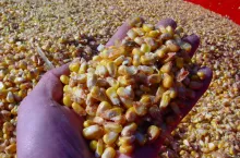 &lt;p&gt;Polskie badania już z 2007 r. potwierdzają, że swobodne krzyżowe przepylenia między mieszańcami kukurydzy podnoszą zawartość skrobi w ziarnie&lt;/p&gt;