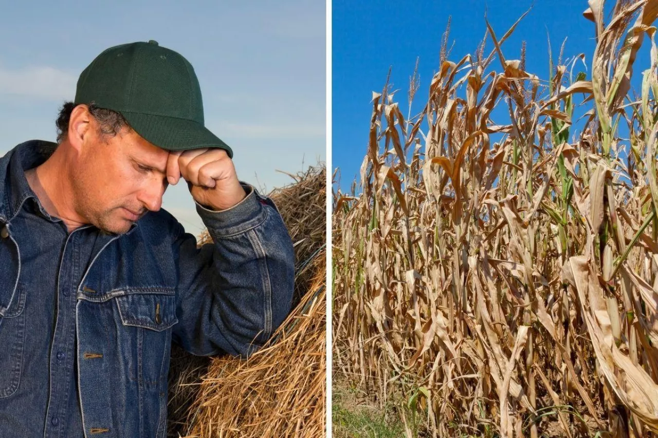 &lt;p&gt;Rolnicy są oburzeni szacowaniem suszy przez aplikację&lt;/p&gt;