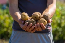 &lt;p&gt;Rolnicy dostaną wyższe dopłaty do ziemniaków skrobiowych. Wzrost o 135 euro!&lt;/p&gt;