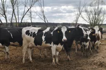 &lt;p&gt;Jeśli krowy nie mają problemów z odpornością, postbiotyk ma niewielki wpływ na produkcję mleka. Jednak u krów, które mają problemy z odpornością, zapobiega on zmniejszeniu produkcji&lt;/p&gt;