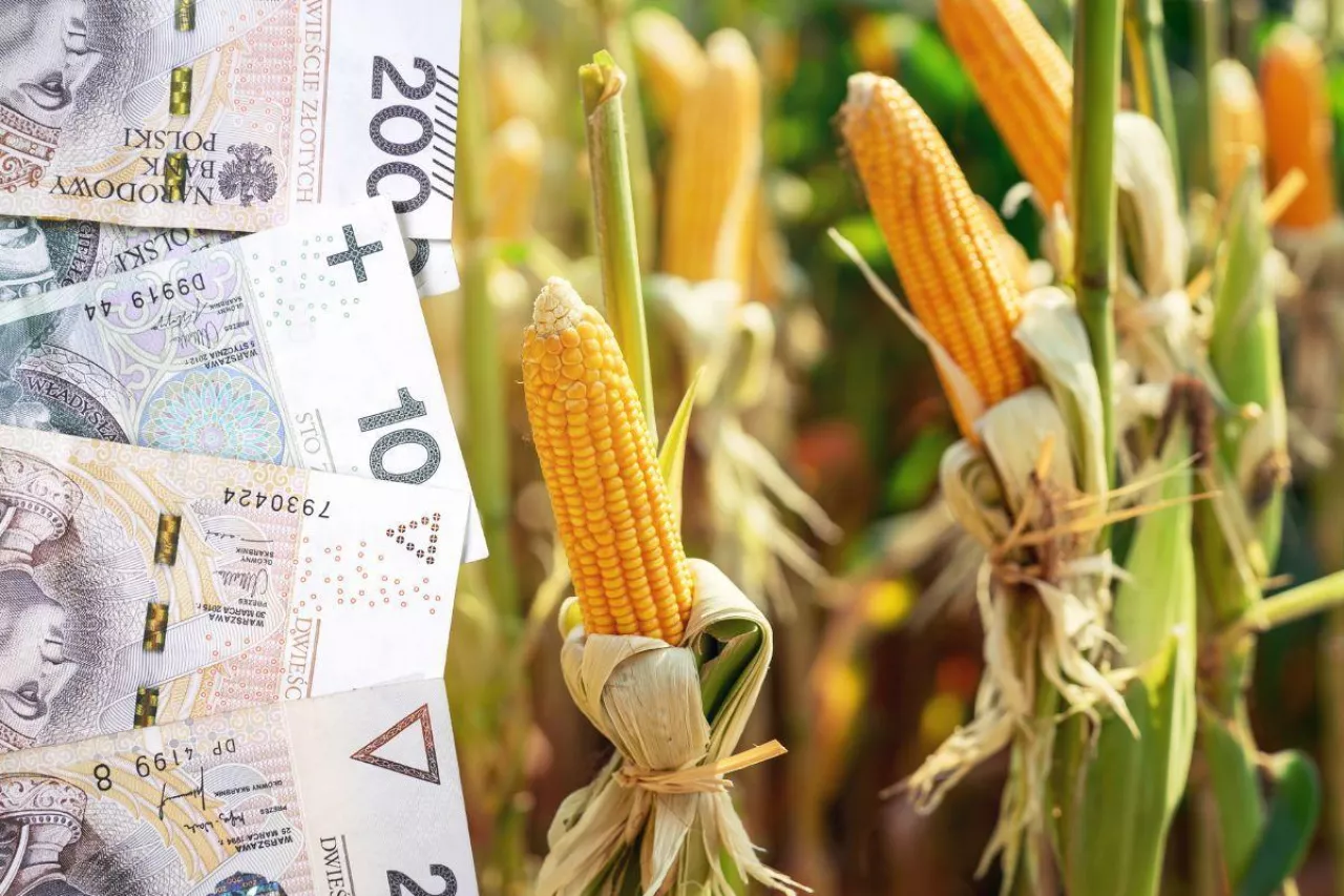 &lt;p&gt;Dopłaty do kukurydzy: czy będą wyższe stawki? „Pomoc znów podzieli rolników”&lt;/p&gt;