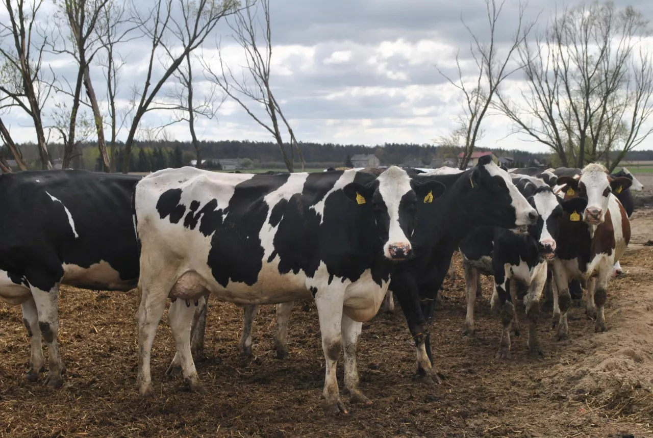 &lt;p&gt;Jeśli krowy nie mają problemów z odpornością, postbiotyk ma niewielki wpływ na produkcję mleka. Jednak u krów, które mają problemy z odpornością, zapobiega on zmniejszeniu produkcji&lt;/p&gt;