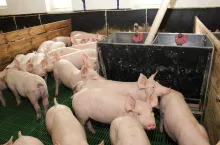 &lt;p&gt;Spis stada świń: rolnikom zostało mało czasu&lt;/p&gt;