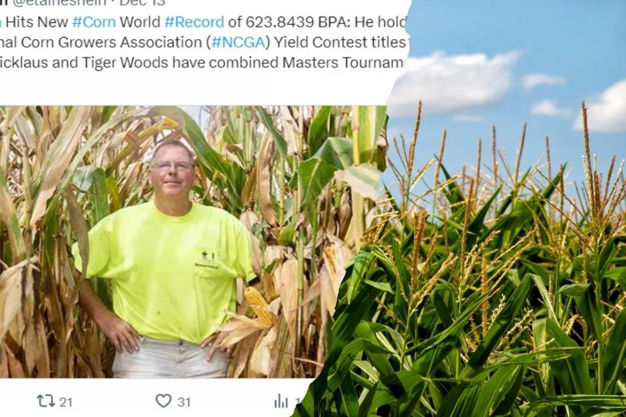 &lt;p&gt;Rekord świata w zbiorze kukurydzy&lt;/p&gt;