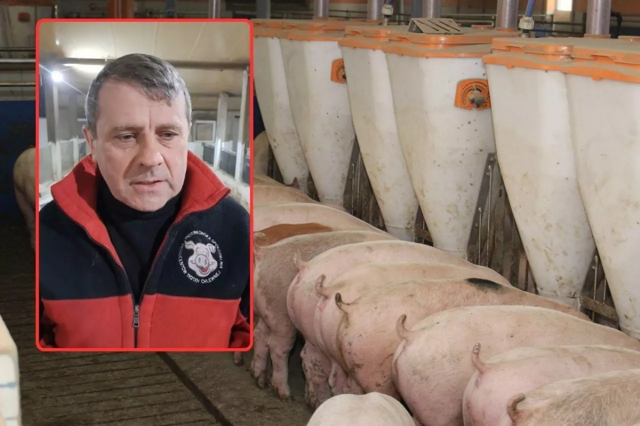 &lt;p&gt;Rolnicy podejrzewają zmowę cenową na rynku świń. Jest zawiadomienie do UOKiK&lt;/p&gt;