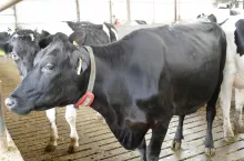 &lt;p&gt;Brakowanie krów stanowi drugi po żywieniu najbardziej kosztowny element produkcji mleka, który wynosi około 20% kosztów ogółem&lt;/p&gt;