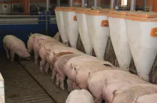 &lt;p&gt;Zakłady mięsne wciąż obniżają ceny tuczników. Jakie są ceny świń pod koniec grudnia?&lt;/p&gt;