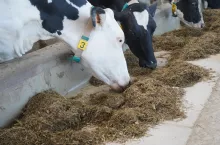 &lt;p&gt;Bydło ras mlecznych już w QMP. Jakie stawki ekoschematów? Jakie korzyści dla rolnika?&lt;/p&gt;