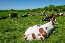 &lt;p&gt;Absurdalne prawo o przemieszczaniu bydła między oborą a pastwiskiem uderza w rolników. Żądają zmian&lt;/p&gt;