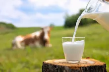 &lt;p&gt;Krajowa Federacja Producentów Mleka wezwała amerykańską Agencję ds. Żywności i Leków do podjęcia rygorystycznych działań przeciwko rozwijającemu się sektorowi syntetycznego mleka, żądając zakazu używania terminu „mleko” do opisu swoich towarów.&lt;/p&gt;