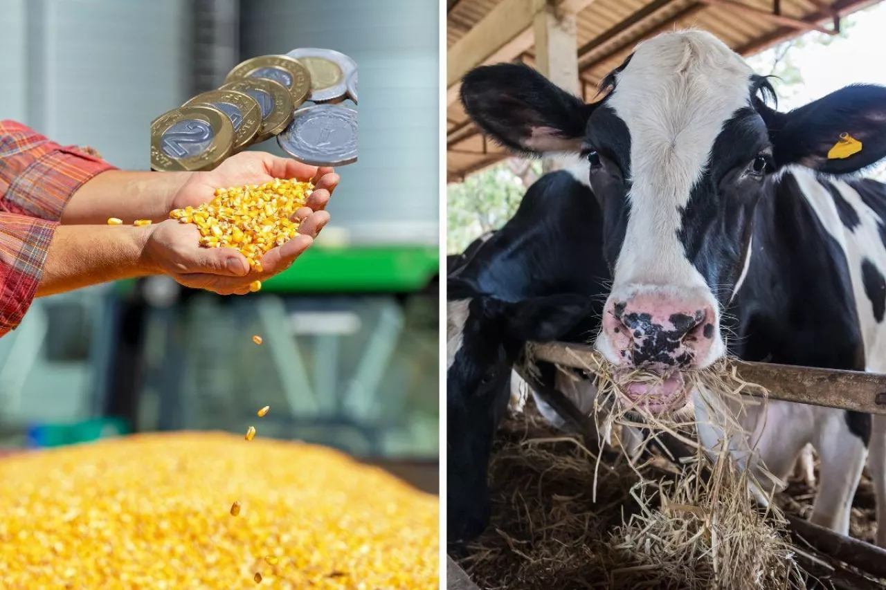 &lt;p&gt;Rolnicy domagają się dopłat do mleka i zbóż ze żniw 2023. Nie mamy już pieniędzy&lt;/p&gt;