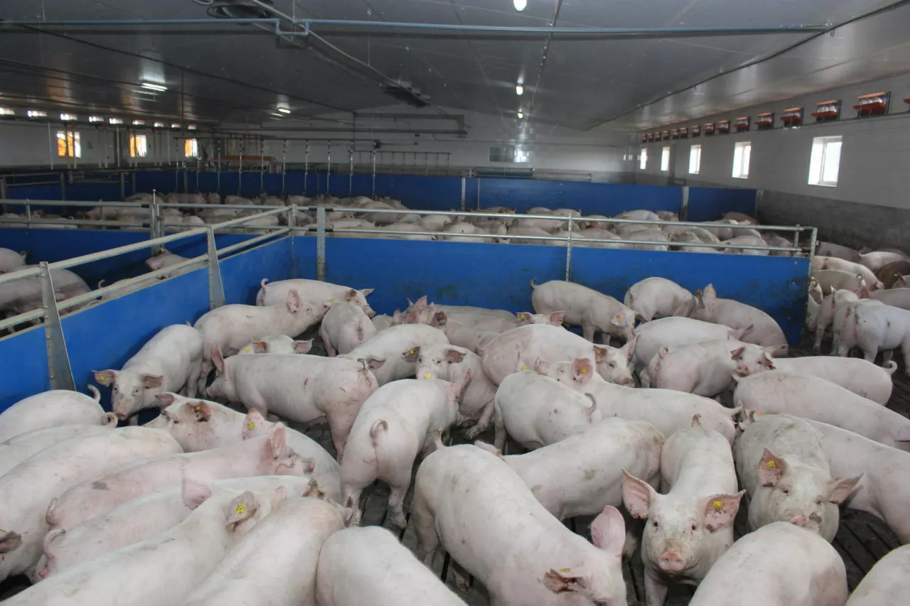 &lt;p&gt;Duży spadek cen świń w Polsce i w Niemczech. Jakie są ceny tuczników w połowie stycznia?&lt;/p&gt;