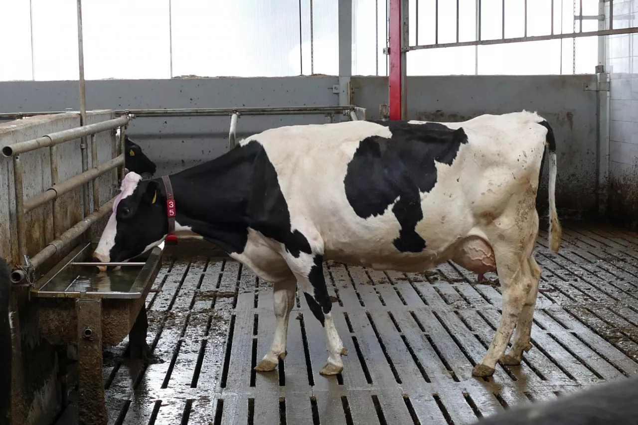 &lt;p&gt;System sztucznej inteligencji już pozwala hodowcom poświęcać mniej czasu na sprawdzanie ciężarnych krów na kilka tygodni przed wycieleniem, a niebawem będzie wspierać monitorowanie ich zdrowia i dobrostanu&lt;/p&gt;