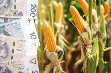 &lt;p&gt;Dopłaty do kukurydzy 2024: dlaczego część rolników dostanie 1000 zł/ha, a inni 500 zł?&lt;/p&gt;
