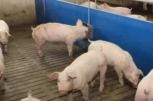 &lt;p&gt;Ceny świń spadły nawet do 8 zł w kl. E. Ile aktualnie zakłady mięsne płacą za tuczniki?&lt;/p&gt;