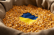 &lt;p&gt;Kukurydza z Ukrainy nie będzie objęta limitami. Jak rząd chce ochronić polski rynek i rolników?&lt;/p&gt;