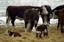 &lt;p&gt;Pełne pokrycie potrzeb pokarmowych krów na energię i białko w okresie zauszenia ma decydujący wpływ na wydajność mleka po wycieleniu oraz na wskaźniki zacieleń w okresie 3 miesięcy po porodzie&lt;/p&gt;