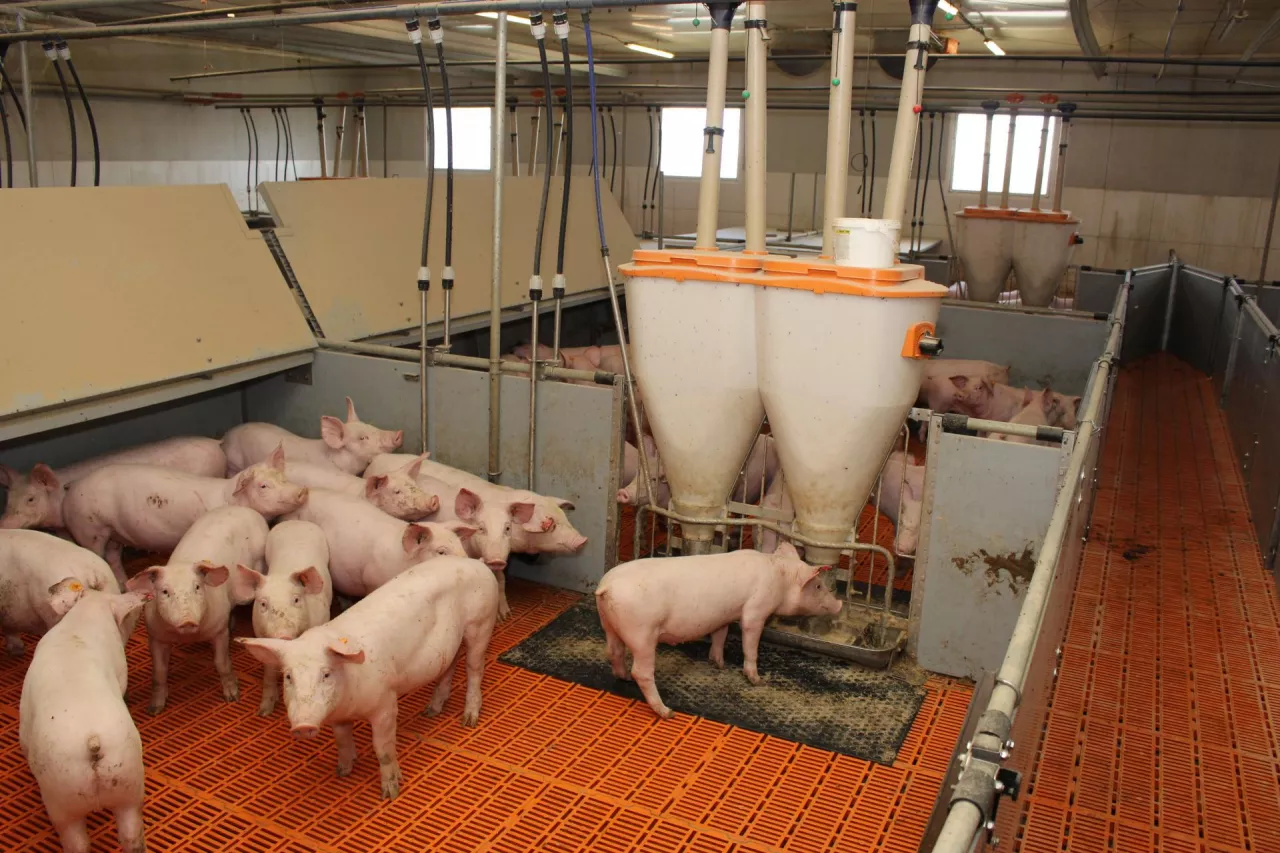 &lt;p&gt;Ceny świń wzrosły nawet o 35 gr. Ile aktualnie zakłady mięsne płacą za tuczniki?&lt;/p&gt;