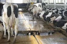 Ryzyko występowania kulawizn jest największe u krów poruszających się po betonowych posadzkach.Warto zatem rozważyć pokrycie ich gumowymi matami, które znacząco obniżają odsetek kulawizn w stadzie