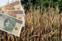 &lt;p&gt;Pomoc suszowa: rolnicy ze stratami poniżej 30% mogą dostać pieniądze! [TYLKO u NAS]&lt;/p&gt;
