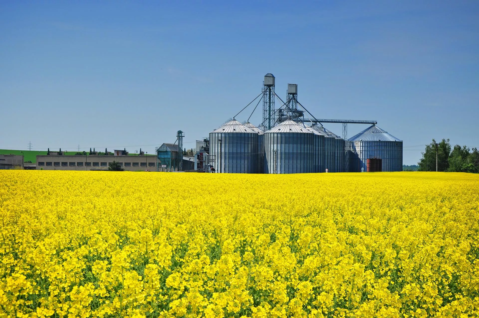 Prześwietlamy 20 Agroholdingów na Ukrainie: ile ha, jakie uprawy i skąd kapitał?