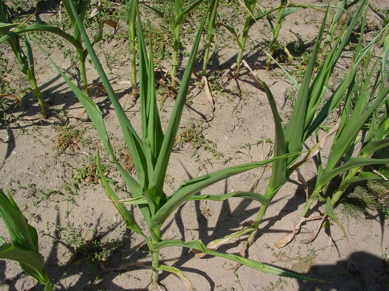 Dlaczego rolnictwo zrównoważone jest lepsze niż zbyt Zielony Ład?