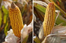 &lt;p&gt;Jaki wpływ na ostateczną wilgotność ziarna kukurydzy ma gęstość siewu?&lt;/p&gt;