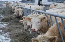 &lt;p&gt;Jakie są aktualne ceny bydła w Polsce?&lt;/p&gt;