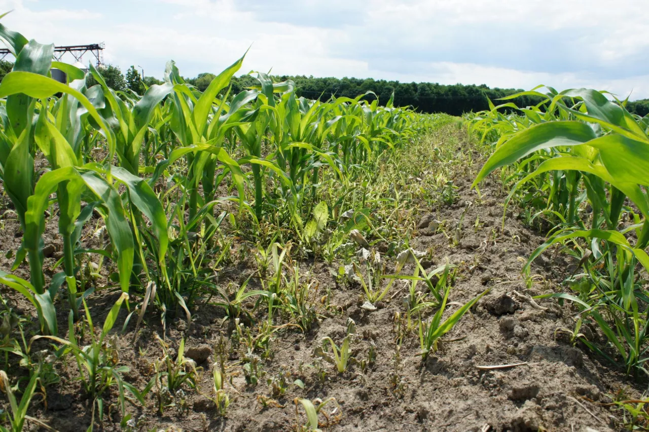 Przewaga dalekiej czerwieni w stosunku do czerwieni jest dla kukurydzy sygnałem, by skupiać się na wzroście wydłużeniowym. Takie sygnały „chemicznym okiem” kukurydza czyta od fazy 3 liści, kiedy obecne są na plantacji chwasty i rozpoczyna kosztowną walkę z konkurencją zaniedbując rozwój systemu korzeniowego i rozwój generatywny