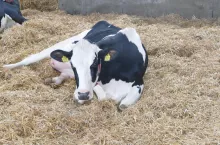 Dobrą metodą wspomagania krów podejrzanych o hiperketonemię jest podawanie glikolu propylenowego w ilości 300 ml do pyska, raz dziennie przez 3–5 dni.