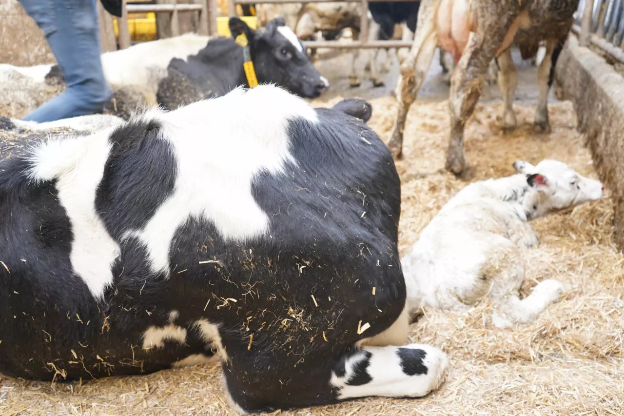 Dłuższe utrzymywanie krowy z cielęciem – jak twierdzi dr Lacker – nie tylko poprawia ich dobrostan, ale również zdrowie, zmniejsza poziom stresu i okazuje się opłacalne ekonomicznie