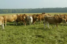 W Polsce od kilku lat ubywa rocznie średnio 5% gospodarstw zajmujących się wytwarzaniem mleka surowego. Okres, kiedy spółdzielnie liczyły nawet po kilkanaście tysięcy dostawców już dawno minął.