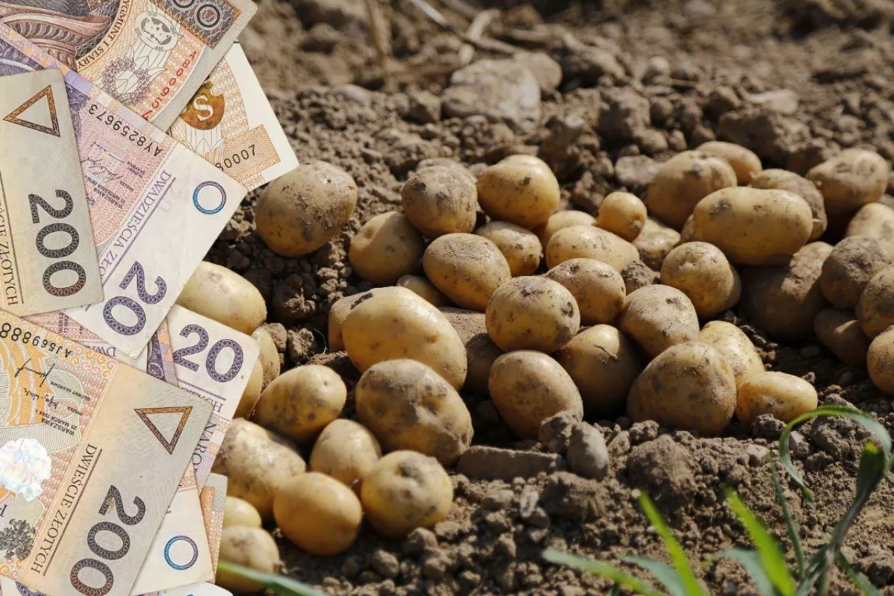 &lt;p&gt;Rolnik z Mazowsza: Przy tragicznych cenach zbóż, ziemniaki ratują moje gospodarstwo&lt;/p&gt;