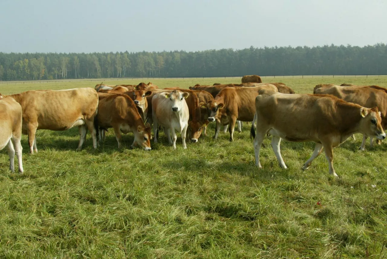 W Polsce od kilku lat ubywa rocznie średnio 5% gospodarstw zajmujących się wytwarzaniem mleka surowego. Okres, kiedy spółdzielnie liczyły nawet po kilkanaście tysięcy dostawców już dawno minął.