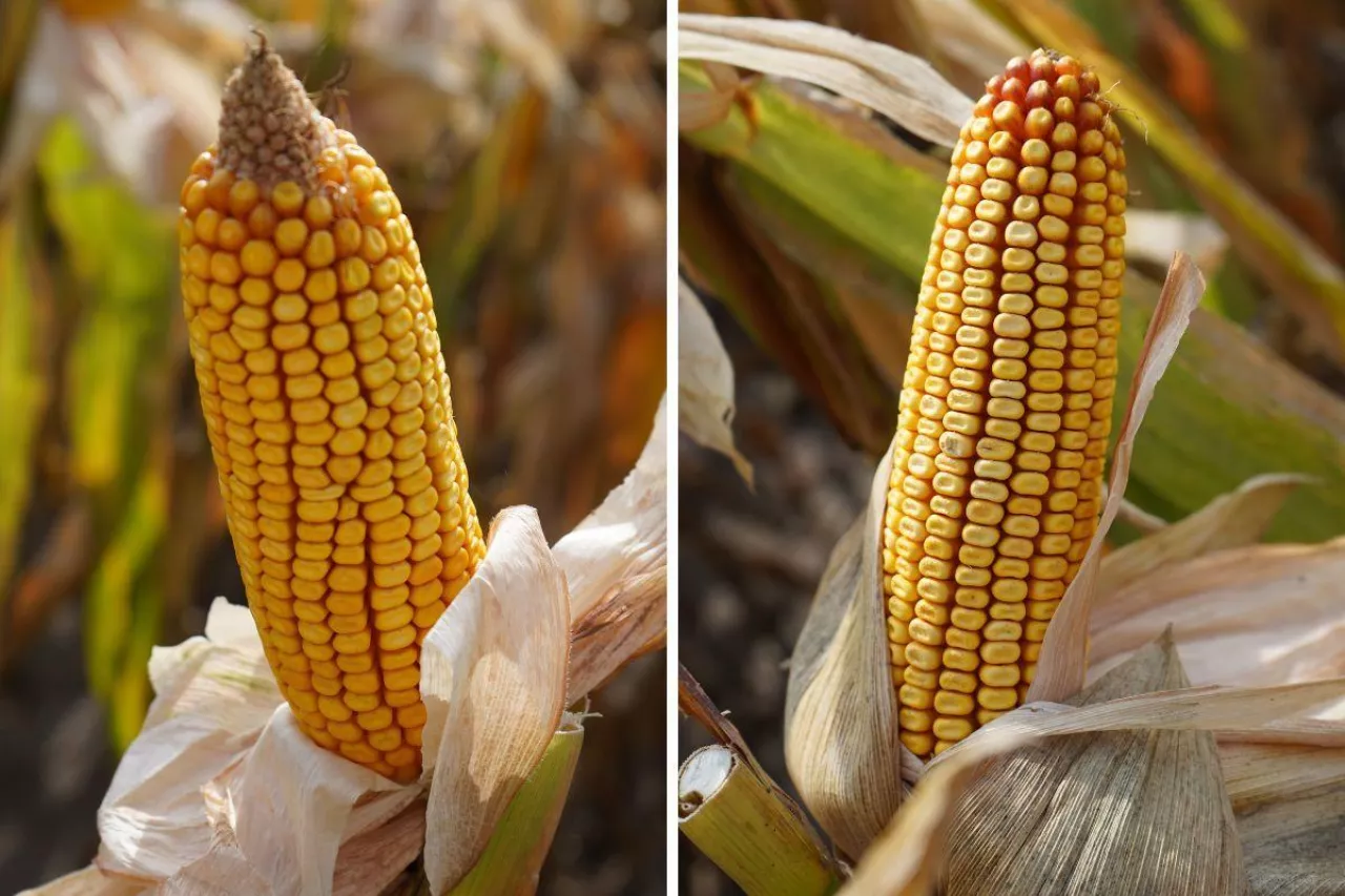 Jaki wpływ na ostateczną wilgotność ziarna kukurydzy ma gęstość siewu?