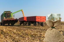 Dopłaty do kukurydzy: 100 tys. rolników wciąż czeka na pieniądze. Kiedy ARiMR je wypłaci?