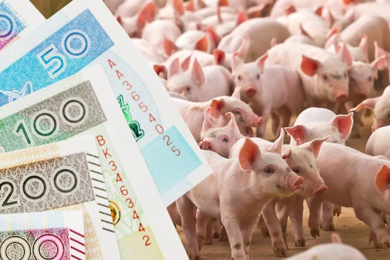 Rolnik dokłada 280 zł do każdej świni! Czy będą dopłaty dla hodowców?