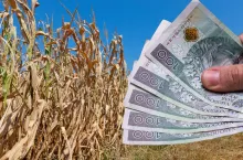 Pomoc suszowa: kiedy rolnicy dostaną pieniądze? ARiMR podaje datę