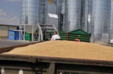 Pszenica i kukurydza zdrożeją. Jakie będą ceny zbóż w sezonie 2024/2025?