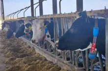 Informacje o wielkości indywidualnego pobrania suchej masy przez krowę będą również nieocenionym wsparciem w opiece nad grupą krów świeżo wycielonych, którą to najbardziej dotyka problem ujemnegonbilansu energii