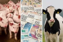 Rolnicy dostaną dopłaty do 70 proc składki na ubezpieczenie zwierząt